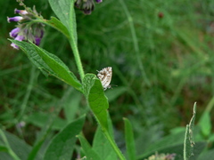 Cacyreus marshalli