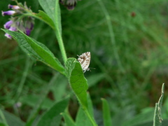 Cacyreus marshalli