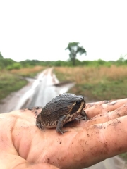 Breviceps mossambicus