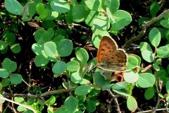 Tharsalea dorcas dorcas