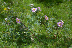 Rosa oxyodon