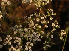 Conopodium marianum