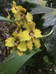 Cyrtochilum macranthum