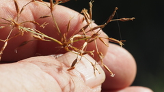 Fimbristylis cinnamometorum