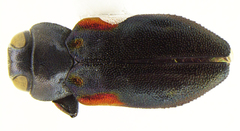 Chrysobothris axillaris