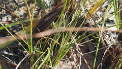 Fimbristylis cinnamometorum