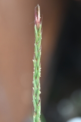 Elymus mutabilis