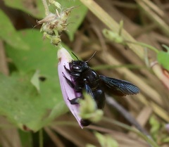 Xylocopa fimbriata