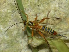 Echthromorpha agrestoria