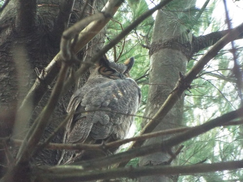 Eastern Great Horned Owl photographed in Massachusetts