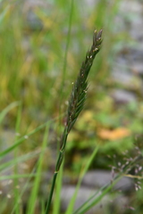 Elymus mutabilis