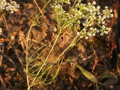 Conopodium marianum