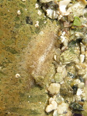 Enchiridium punctatum