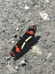 Heliconius telesiphe