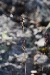 Festuca auriculata