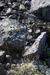 Festuca auriculata