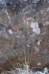 Festuca auriculata