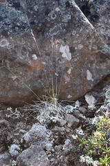 Festuca auriculata