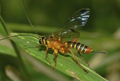 Echthromorpha agrestoria