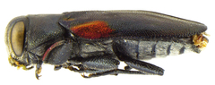 Chrysobothris axillaris