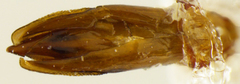 Chrysobothris axillaris