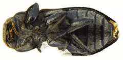 Chrysobothris axillaris