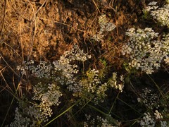 Conopodium marianum