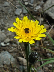 Hypochaeris maculata