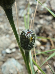 Hypochaeris maculata