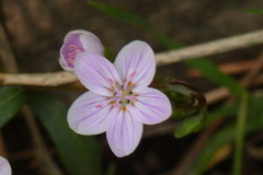 Claytonia rosea