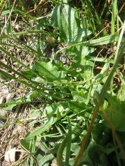 Hypochaeris maculata