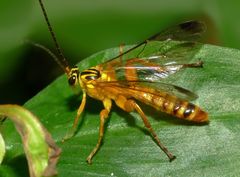 Echthromorpha agrestoria