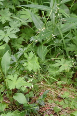 Festuca richardsonii