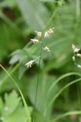 Festuca richardsonii