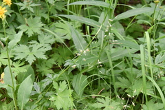 Festuca richardsonii