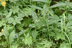 Festuca richardsonii