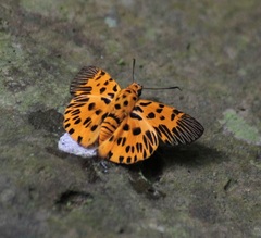 Odina decorata