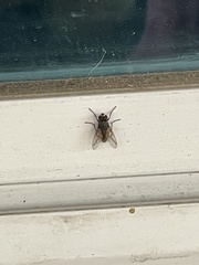 Musca domestica