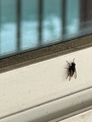 Musca domestica