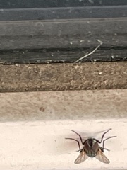 Musca domestica