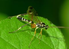 Leptobatopsis indica
