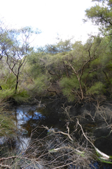 Kunzea tenuicaulis