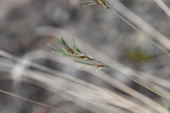 Festuca viviparoidea