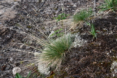 Festuca viviparoidea