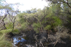 Kunzea tenuicaulis