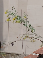 Nicotiana glauca