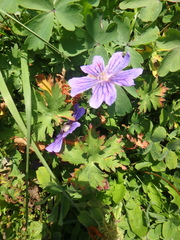 Geranium gymnocaulon
