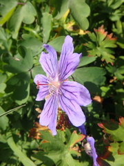 Geranium gymnocaulon