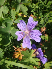 Geranium gymnocaulon