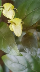 Justicia campylostemon